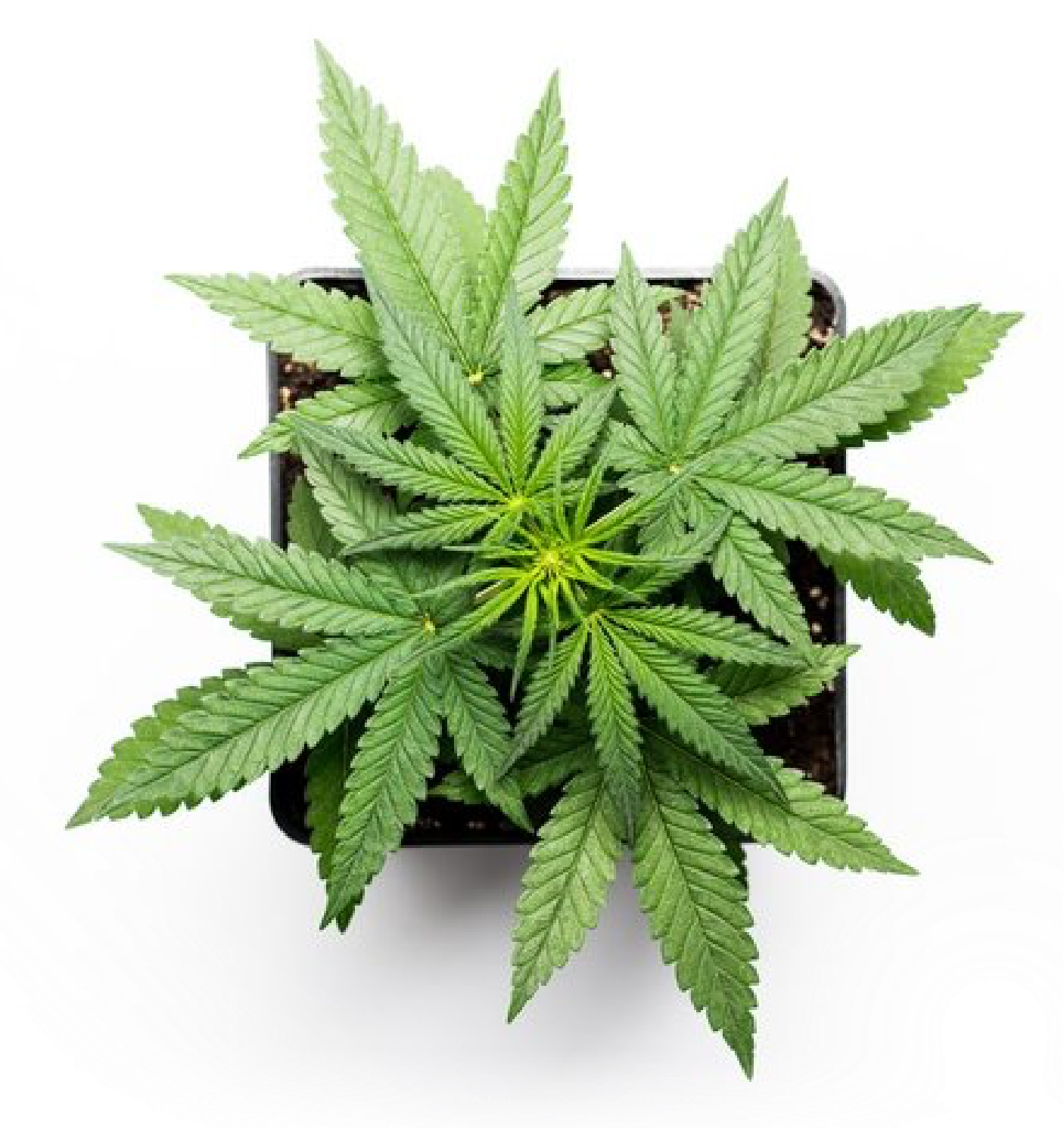 potted cannabis plant over white background