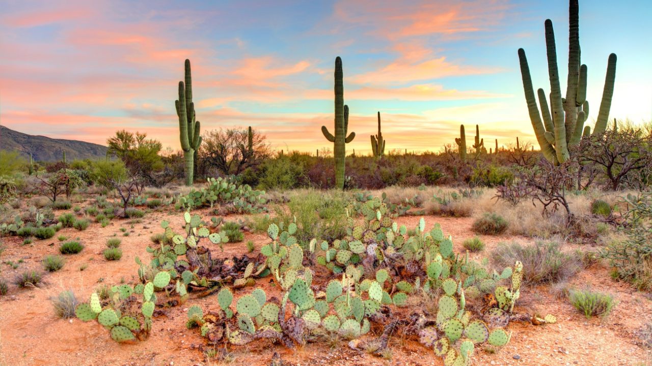 Arizona Cannabis Accounting